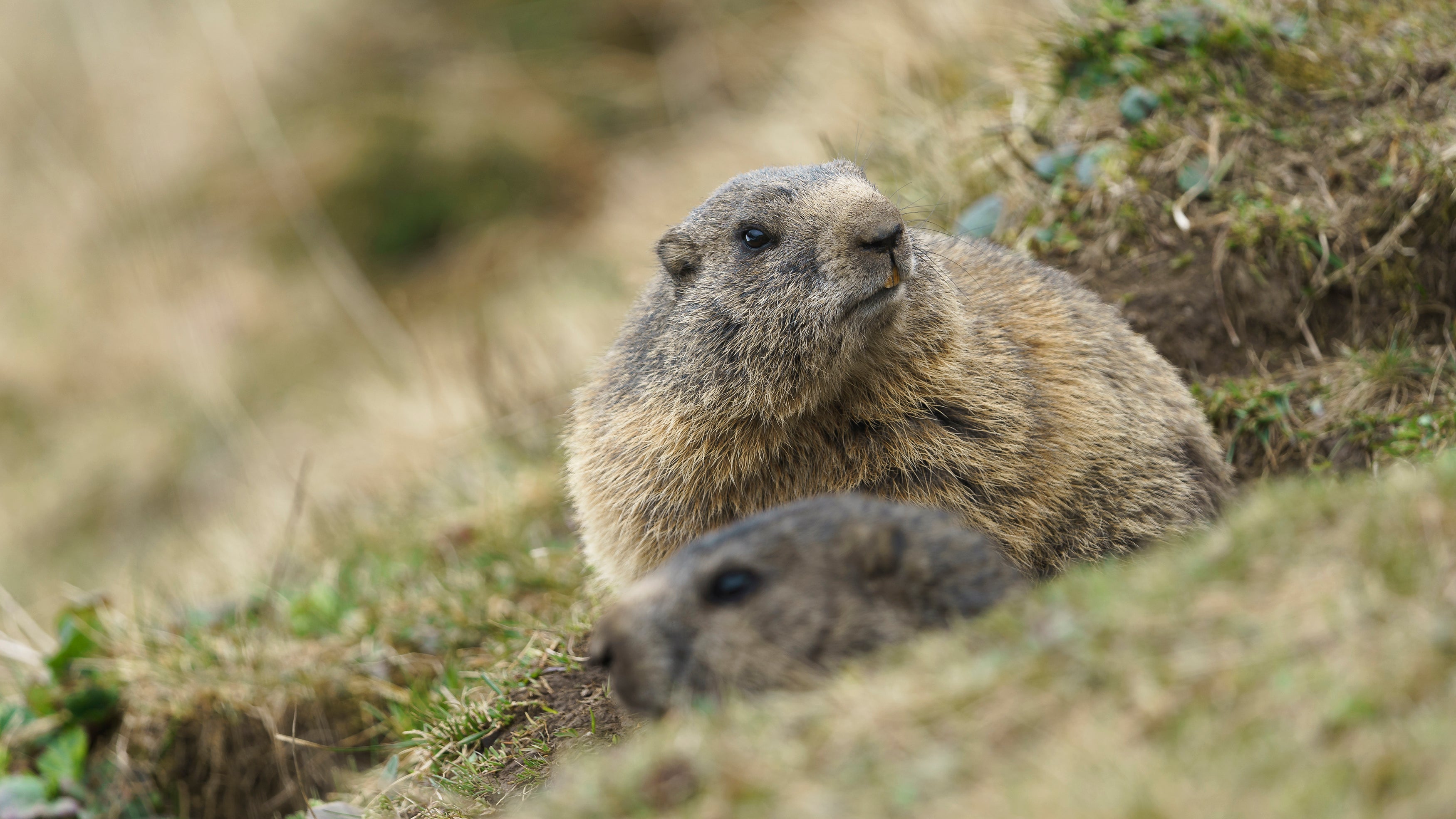 Murmeltier puralpina Shop Deutschland
